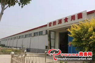 天津茶樹菇工廠化調研 探尋市場新機遇